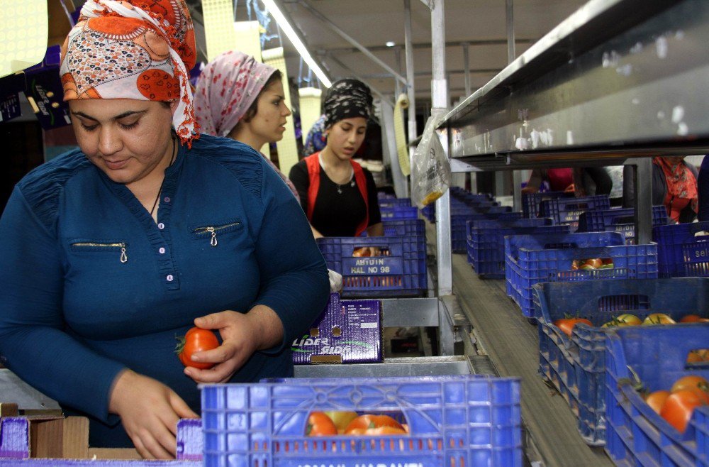 Rusya Kapısı Açılmazsa Domatesler Salça Olacak