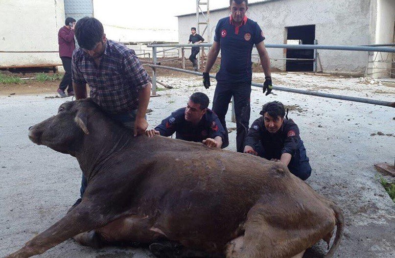 Gider Kuyusuna Düşen İnek Kurtarıldı