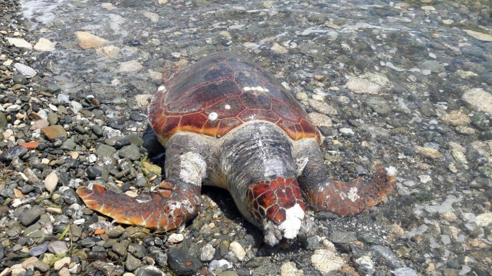 Ölü Caretta Caretta Sahile Vurdu