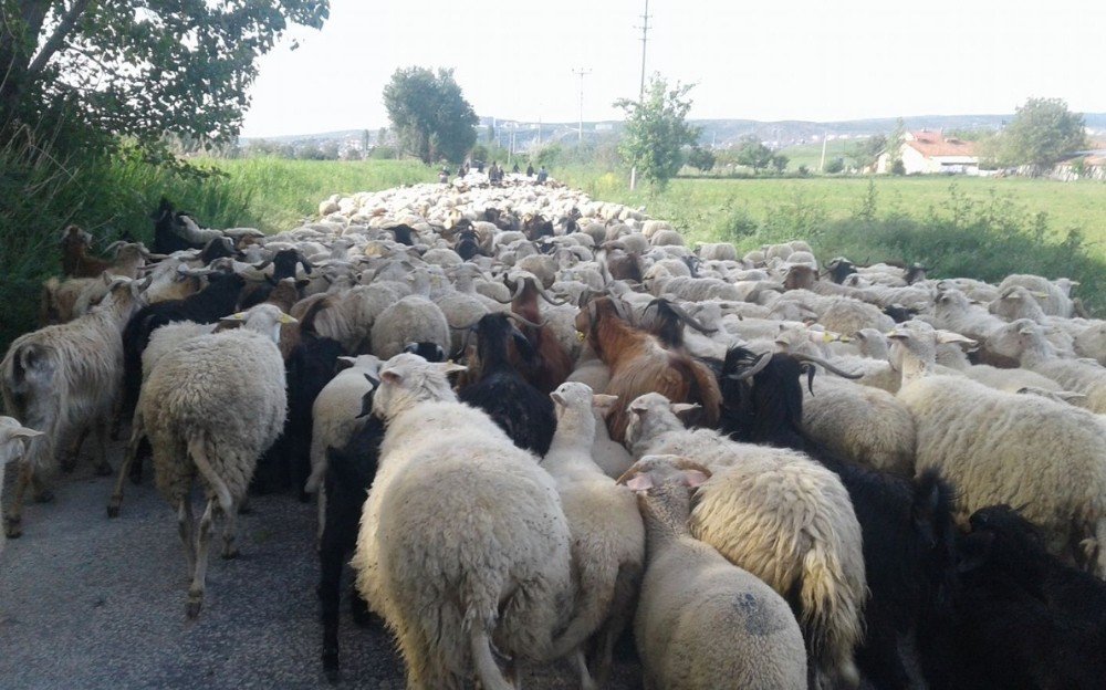 Tavşanlı’da Koyunların Telef Olduğu İddiası