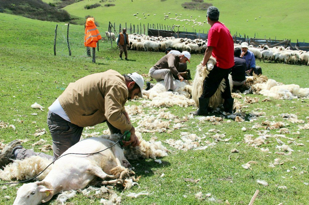 Ordu Yaylalarında Koyun Kırkma Dönemi Başladı