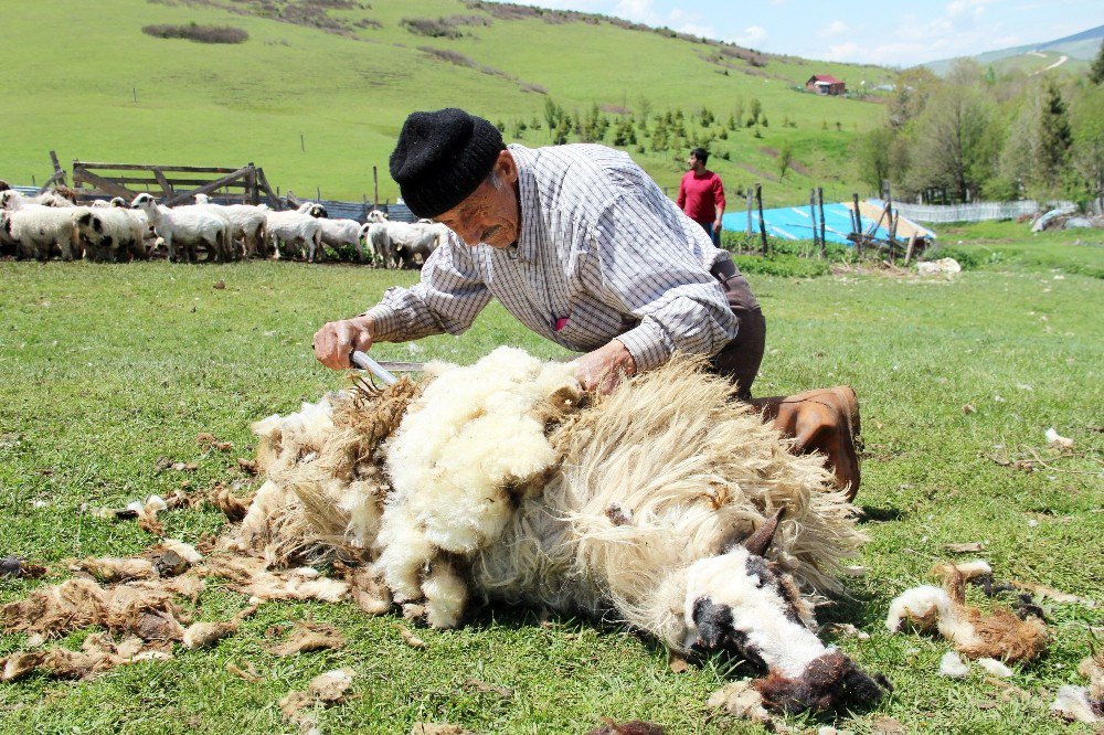 Ordu Yaylalarında Koyun Kırkma Dönemi Başladı