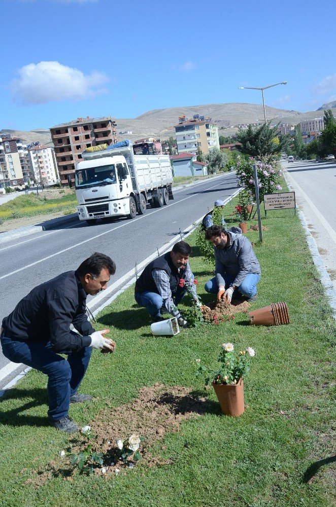 Otuz Yapraklı Gül Şehri Darende ‘Gül’ İle Donatıldı