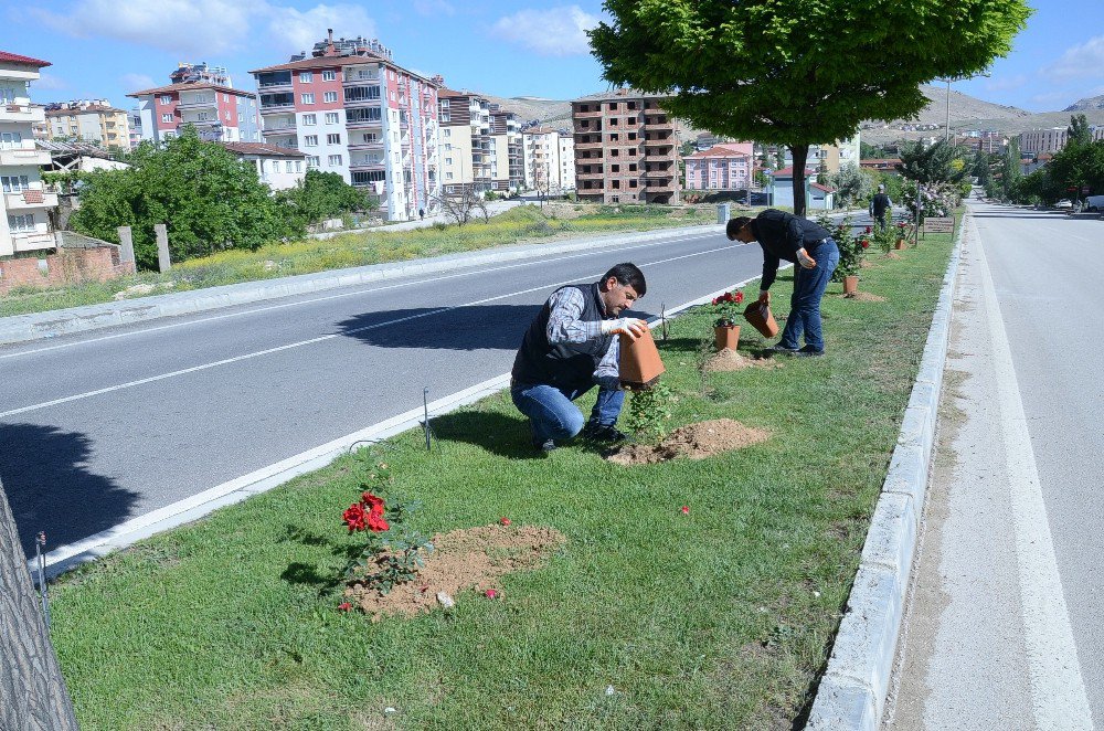 Otuz Yapraklı Gül Şehri Darende ‘Gül’ İle Donatıldı