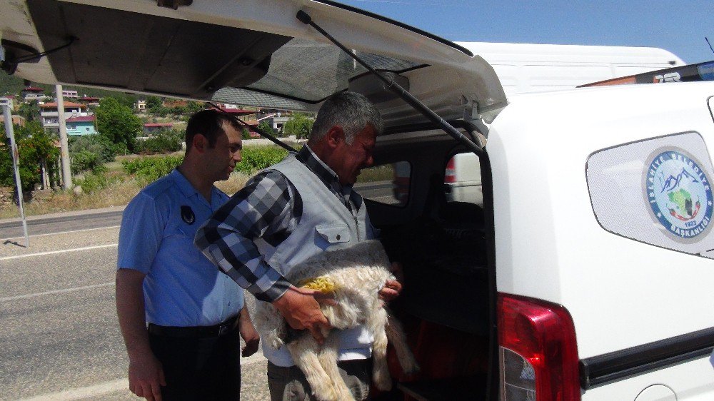 Seyir Halindeki Kamyon Kasasından Karayoluna Kuzu Düştü