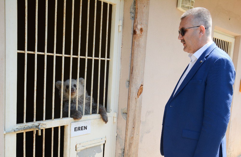 Karacabey, Yavru Ayıya Sahip Çıktı