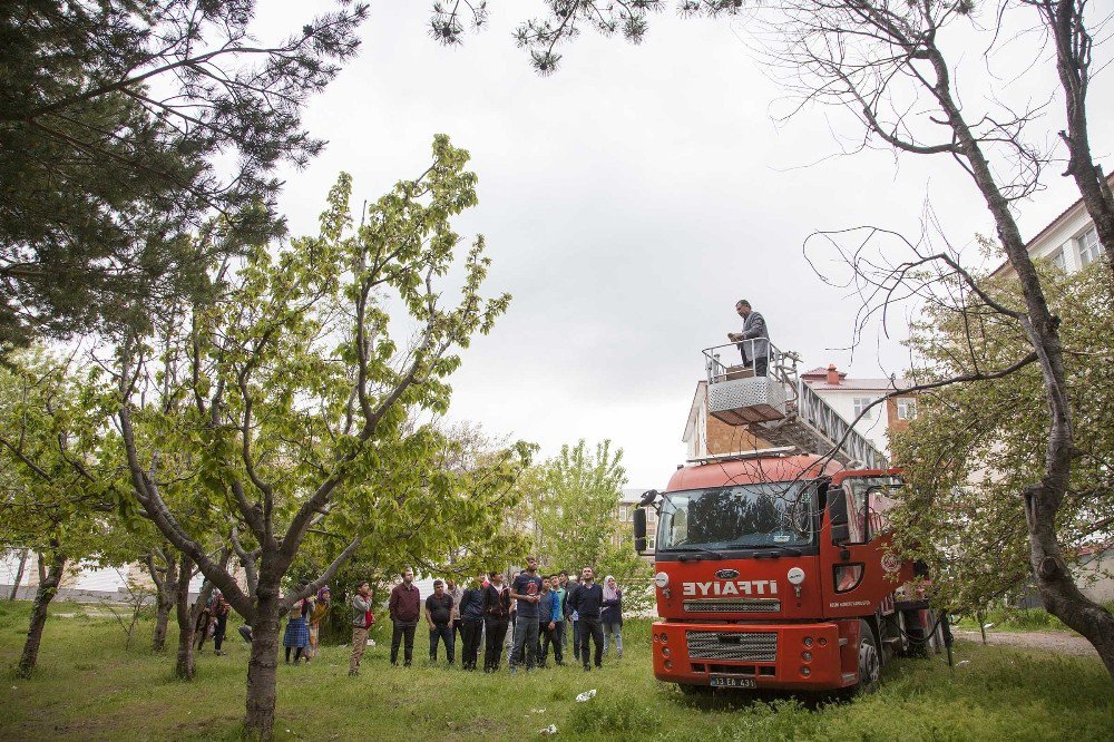 Yavru Baykuşlar İçin Seferber Oldular