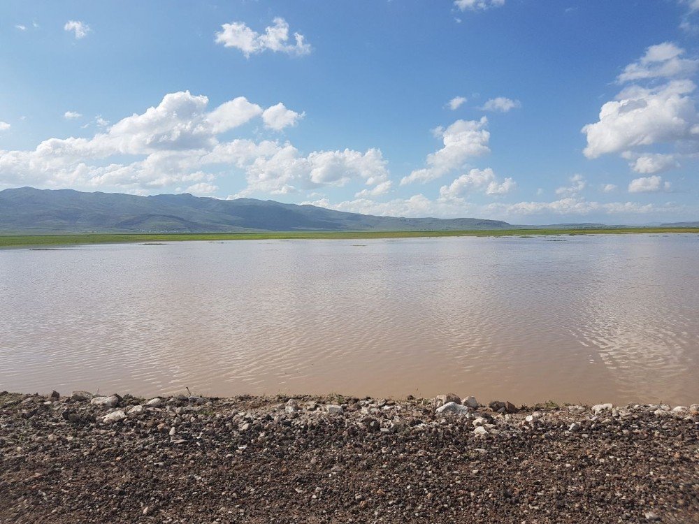 Patnos’ta Yağışlar Tarla Ürünlerini Etkiledi; Üreticiler Perişan