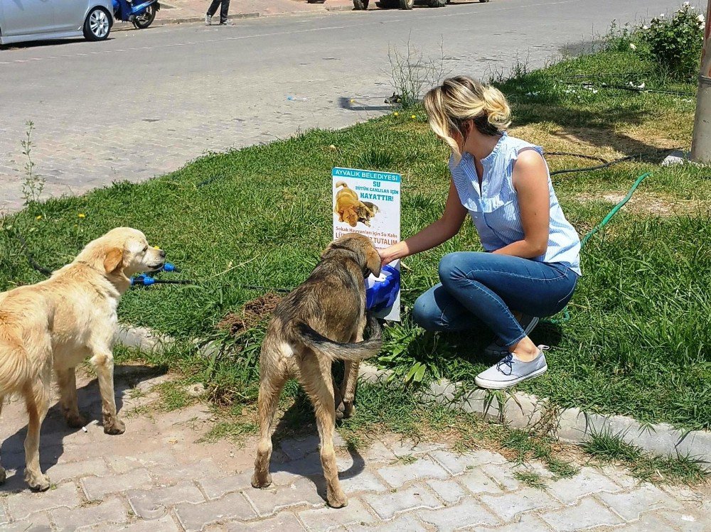 Ayvalık’ta Can Dostlara Otomatik Suluklar Kazandırılıyor