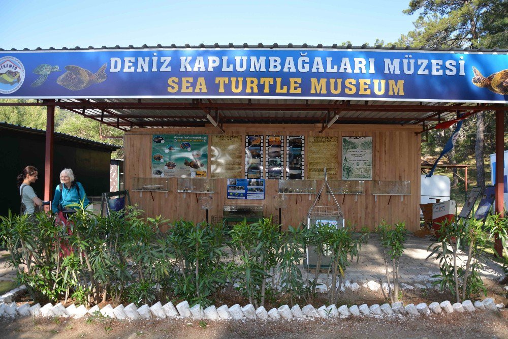 Deniz Kaplumbağaları Müzede Tanıtılıyor