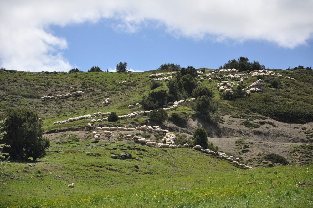 Tunceli’de Yayla Hayatı Başladı