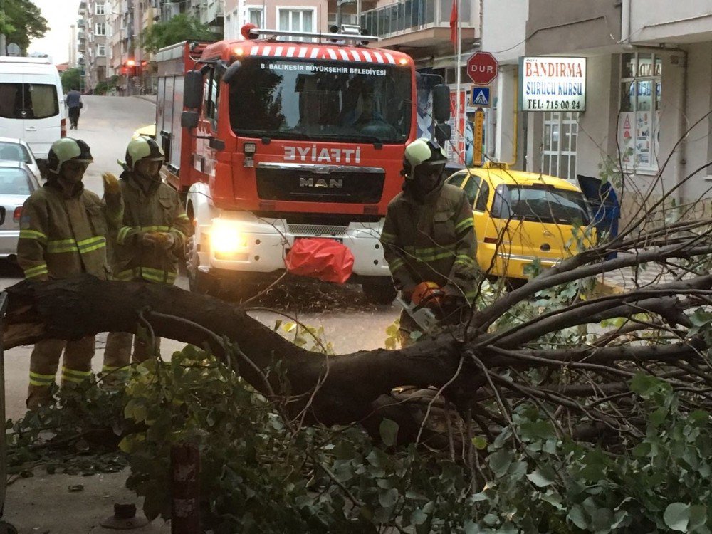 Sahur Vakti Devrilen Ağaç Korkuttu