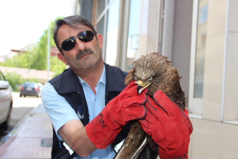 Yaralı Şahine Zabıta Sahip Çıktı