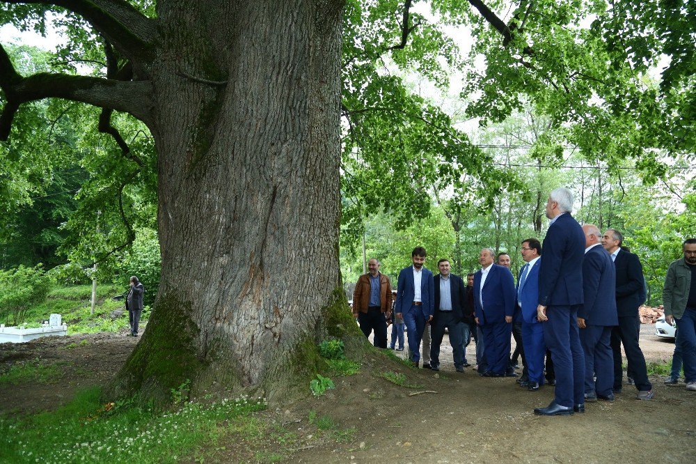 600 Yıldır Şifa Dağıtıyor