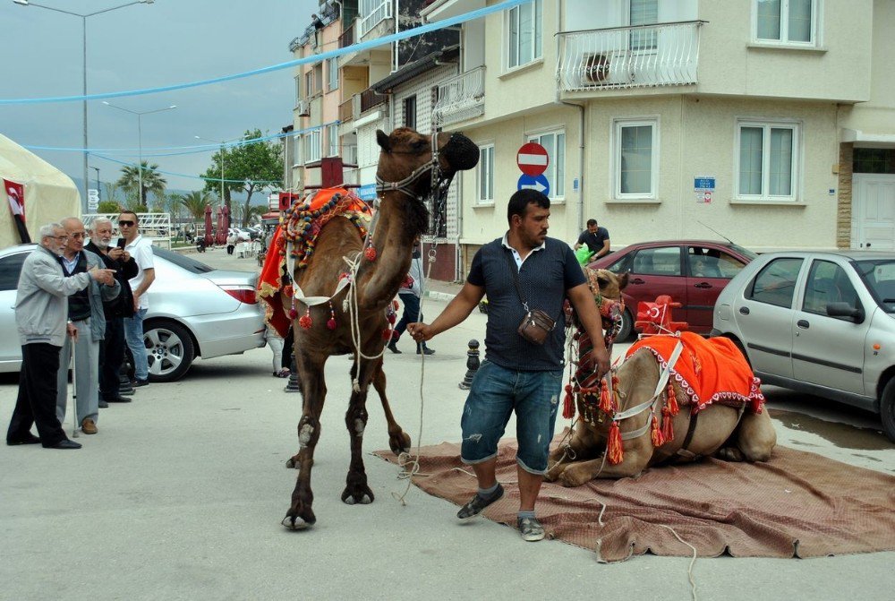 Manavgat’ın Develeri Mudanya Turunda