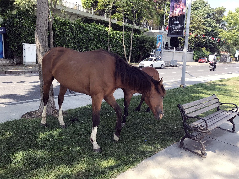 Sarıyer’de Başıboş At Sürprizi