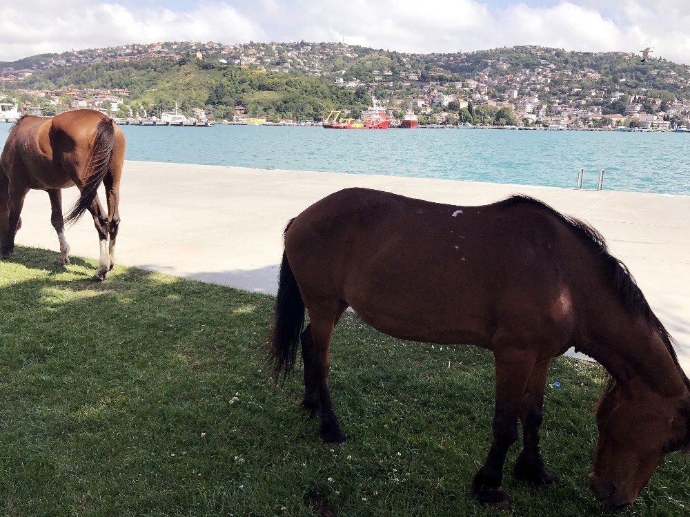 Sarıyer’de Başıboş At Sürprizi