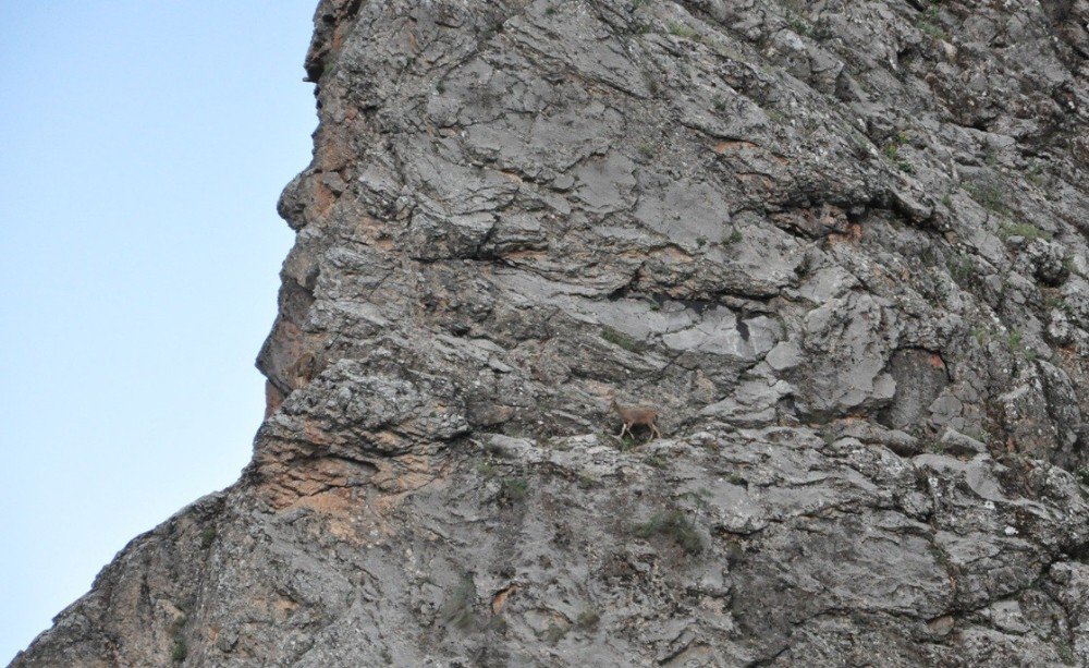 Karınlarını Doyurmak İsteyen Dağ Keçilerinin Tehlikeli Yolculuğu