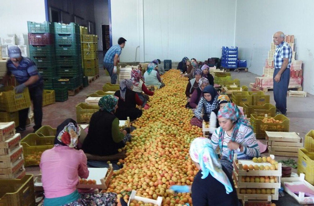 "18 Ton Kayısıda Akdeniz Sineği Bulundu" İddiasına İhracatçılardan Tepki