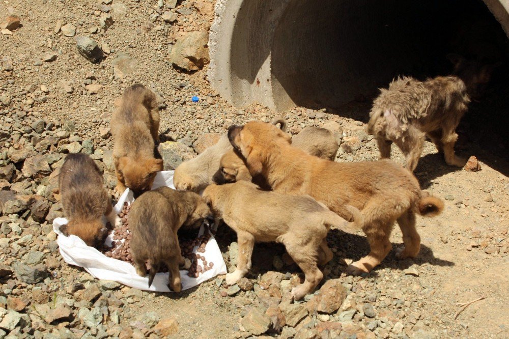 Kızılay Bu Defa Yavru Köpekler İçin Devrede