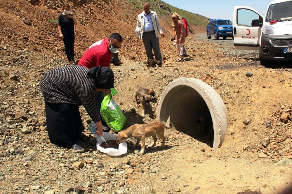 Kızılay Bu Defa Yavru Köpekler İçin Devrede