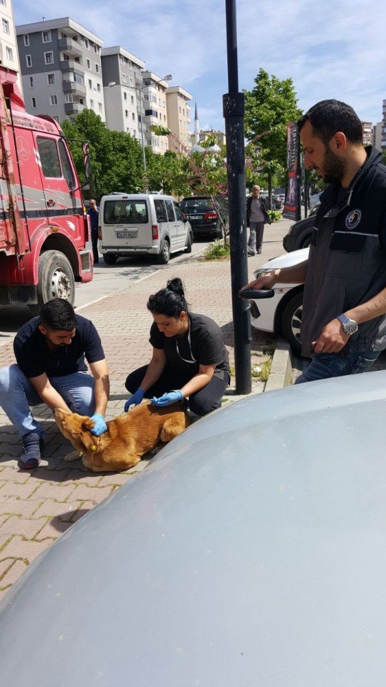 Kartal’da Sokak Hayvanları Kuduza Karşı Aşılandı