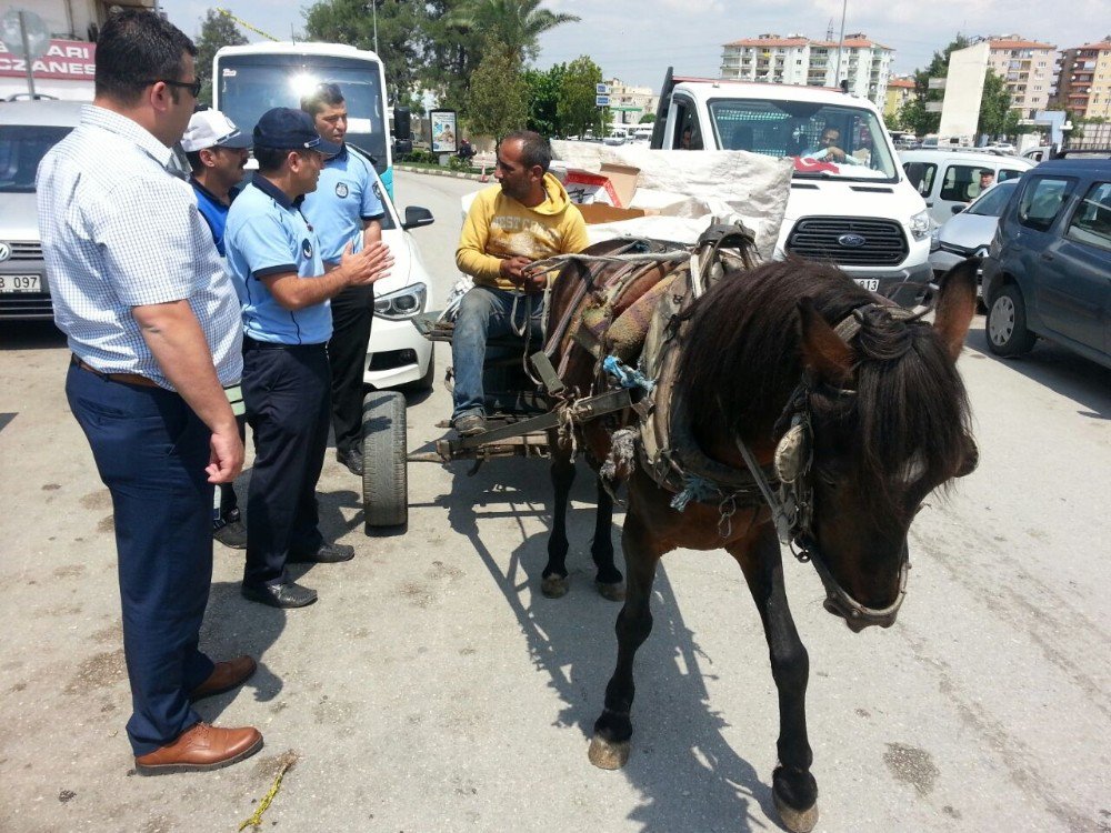 Trafiği Tehlikeye Atan At Arabalarına Zabıta ’Dur’ Dedi