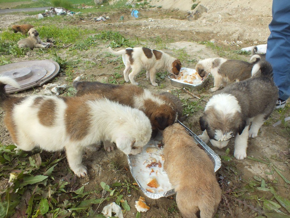 Sokağa Atılan Yavru Köpeklere Vatandaşlar Sahip Çıktı