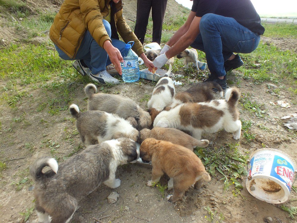 Sokağa Atılan Yavru Köpeklere Vatandaşlar Sahip Çıktı