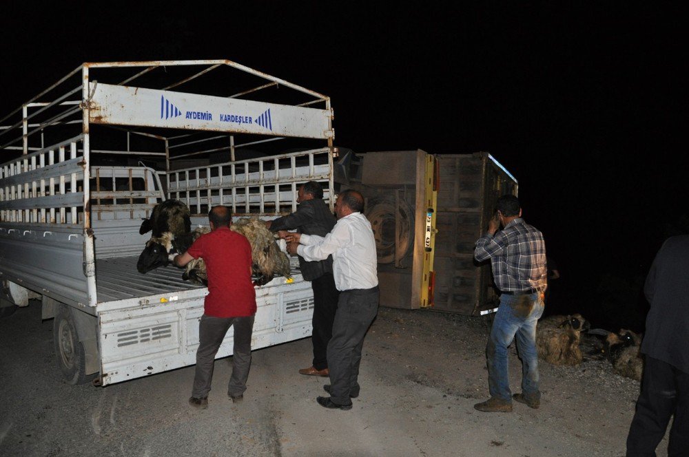 Tunceli’de Trafik Kazası: 5 Kişi Yaralandı, 50 Hayvan Telef Oldu