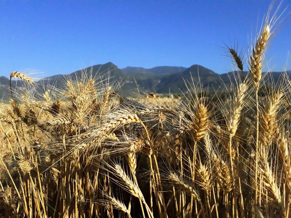 Çukurova’da Çiftçi, Buğday Hasadından Umutlu