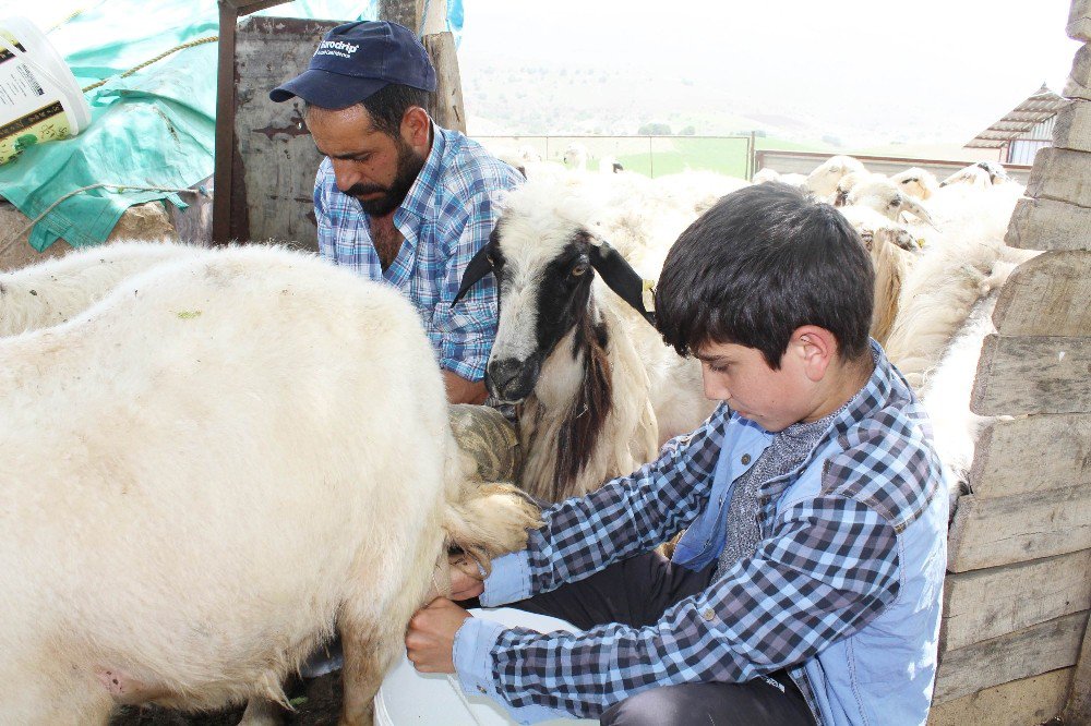 Koyun Sağıp, Çobanlık Yapan Habib’in Teog Başarısı