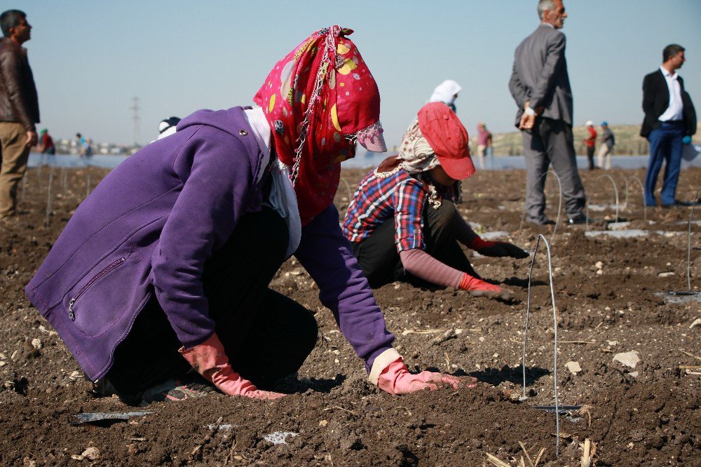 Çorum’daki Mevsimlik İşçilerin Yaşam Standartları Yükseltilecek