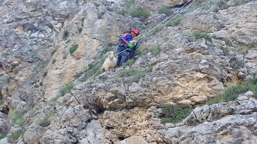 Kayalıkta Mahsur Kalan Keçileri Afad Kurtardı