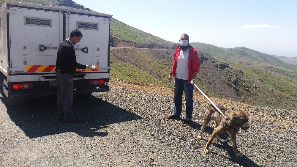 Terk Edilmiş Köpeklere Devlet Şefkati