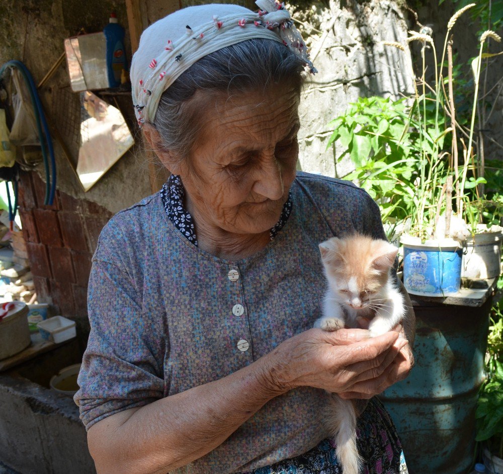 İzmir’deki Vahşet Hayvanseverleri Ayaklandırdı