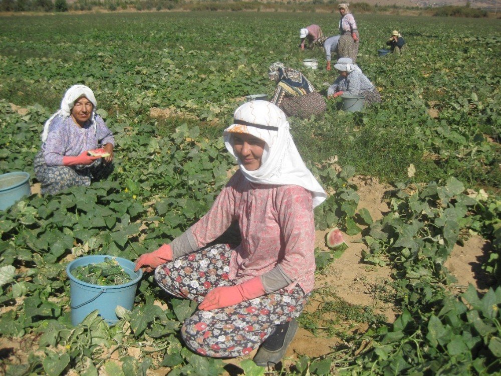 Ödemiş’te Salatalık Sezonu Açıldı