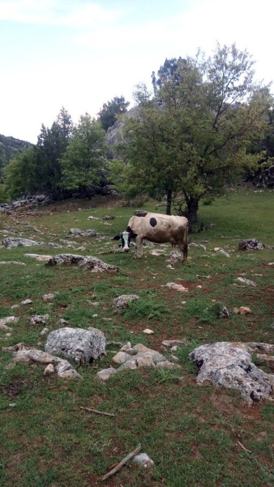 Beyşehir’de Jandarmanın Takibi Hayvan Hırsızlığını Önledi