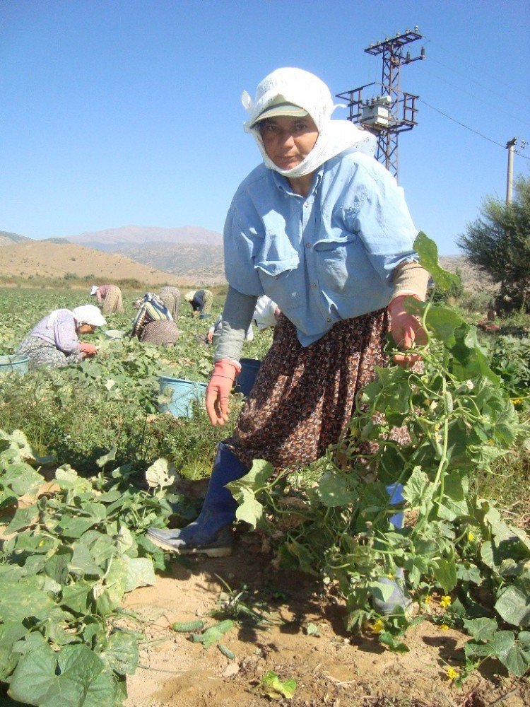 Ödemiş’te Salatalık Sezonu Açıldı