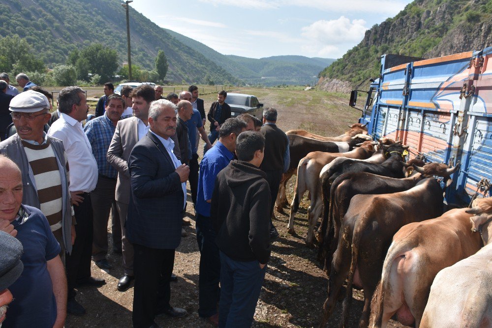 Kızılcahamam’da Canlı Hayvan Pazarı Açıldı