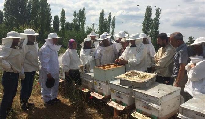 Bayramiç’te ‘Uygulamalı Ana Arı Yetiştiriciliği’ Kursu Düzenlendi