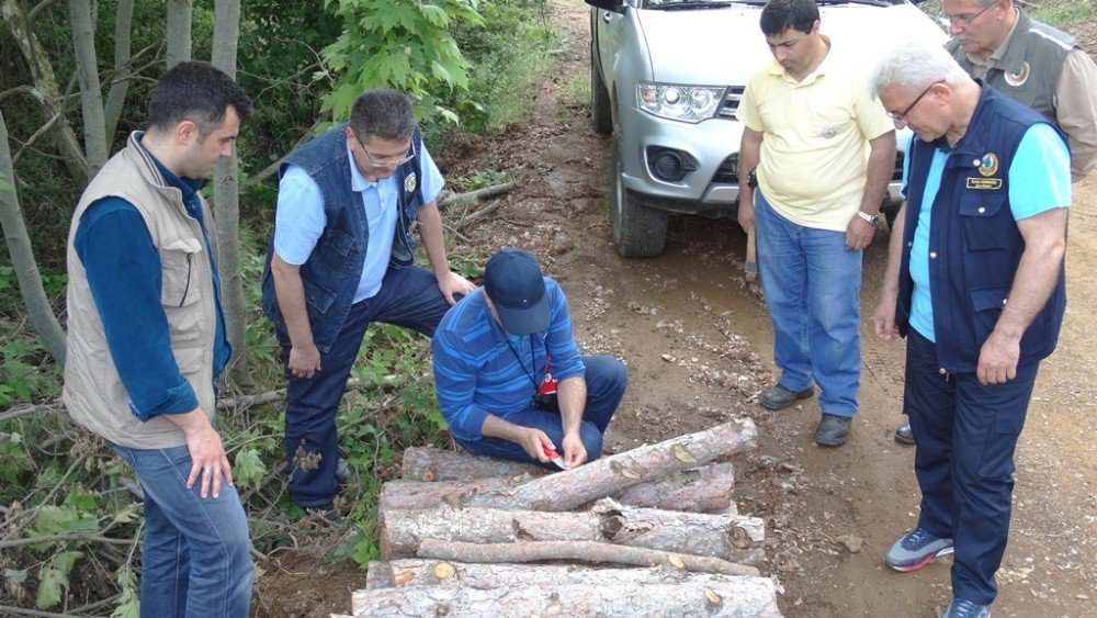 Çanakkale’de Çam Ağaçlarının Kuruma Nedenleri Araştırılıyor