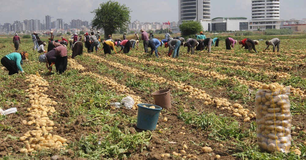 49 Lira İçin 15 Saat Çalışıyorlar