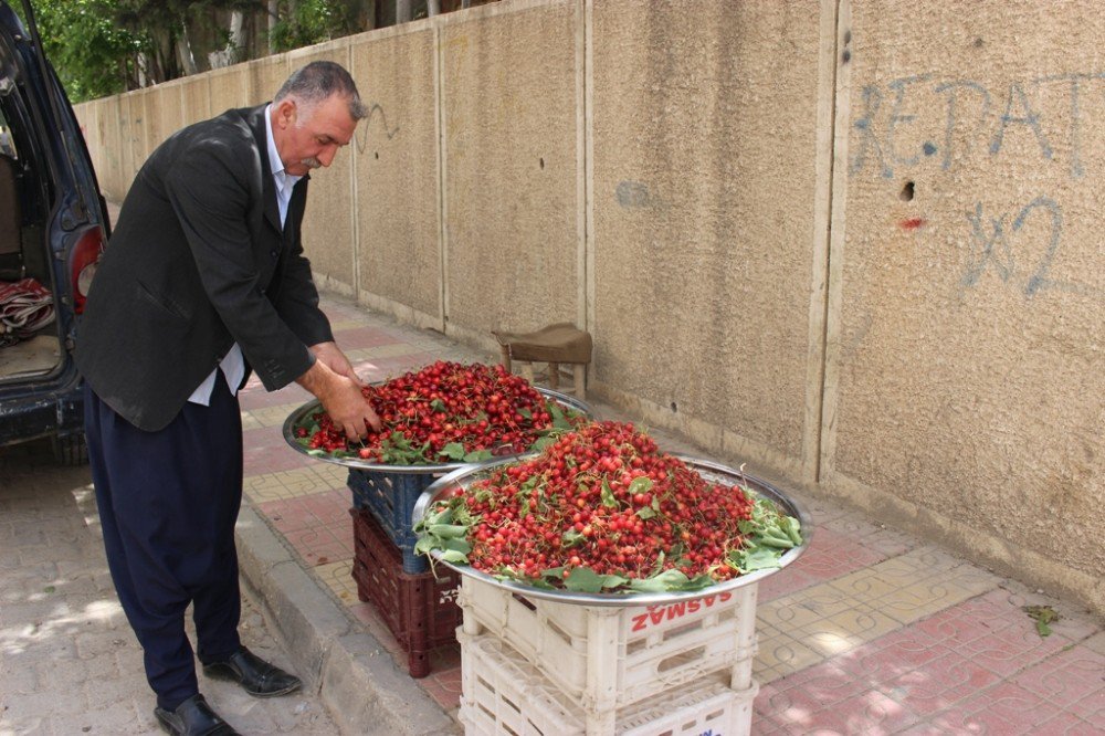 Mardin Kirazı Tezgahtaki Yerini Aldı