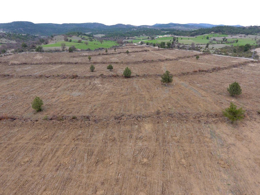 Kastamonu’da 200 Dekarda Ceviz Ve Badem Dikildi