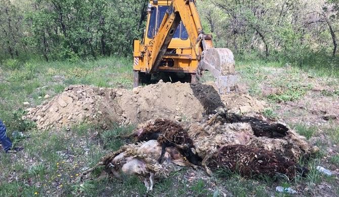 Tunceli’de Telef Olan Hayvanlar Gömüldü