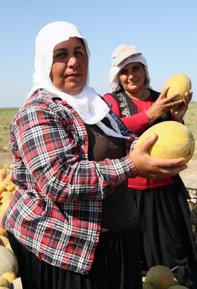 Karpuzdaki Kabak Tadı Kavun Satışlarını Arttırdı