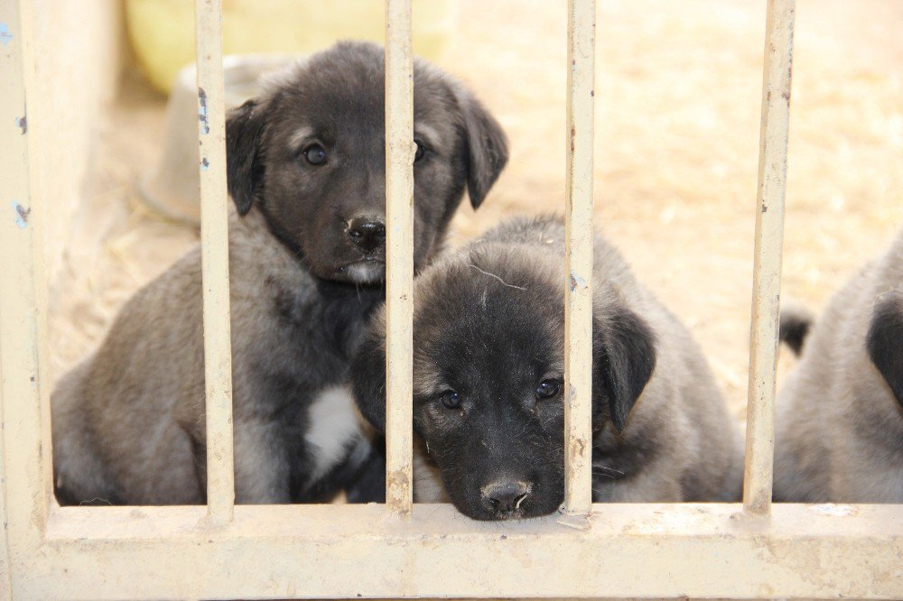 ’Kangal’a Bilimsel Ve Teknolojik Takip