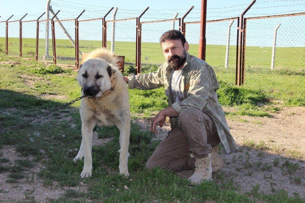 ’Kangal’a Bilimsel Ve Teknolojik Takip