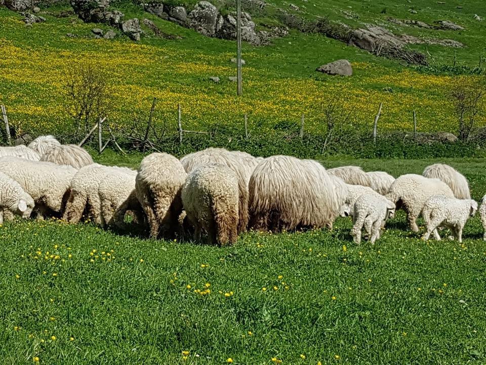 Koyunlar Yaylalara Ulaştı